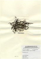 藏品(傘房龍鬚菜)的圖片